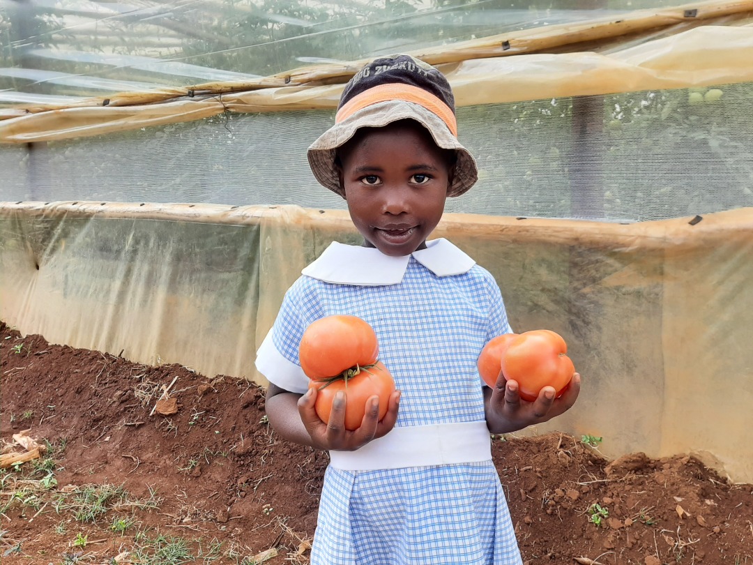 Cute little girl holding 3 pumpkins 