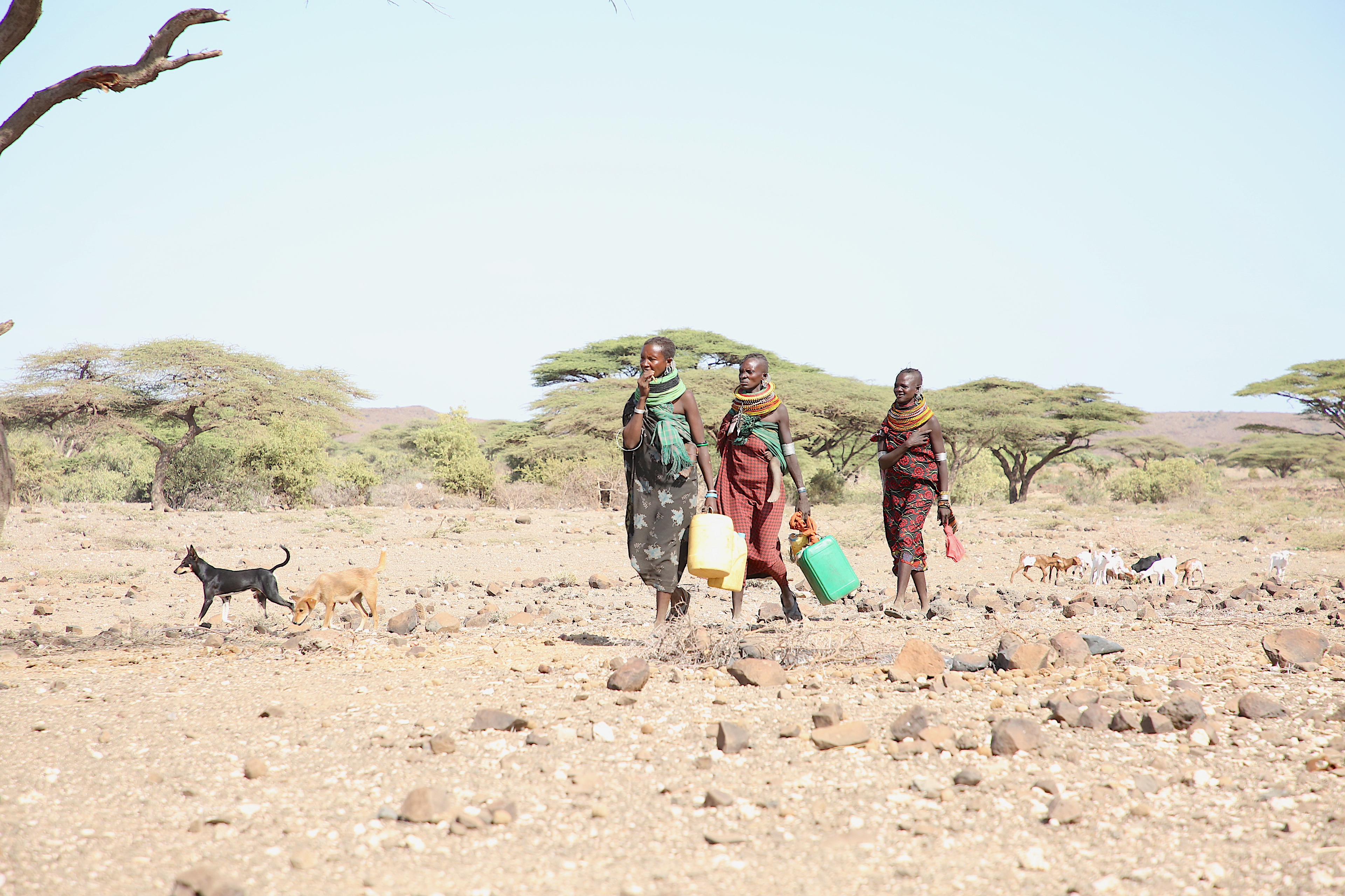 Three women from Kenya walking in the desert with their dog, while carrying water tubs.