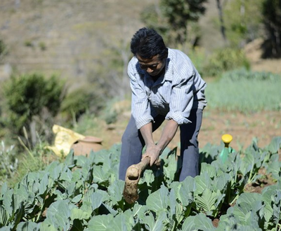 A man in his field with crops
