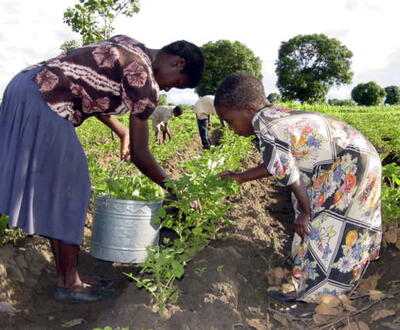 Alibeta Chimwendo (age 14) and Mwayiwawo Chimwendo (age 12), sponsored children, in an Irish potato garden.