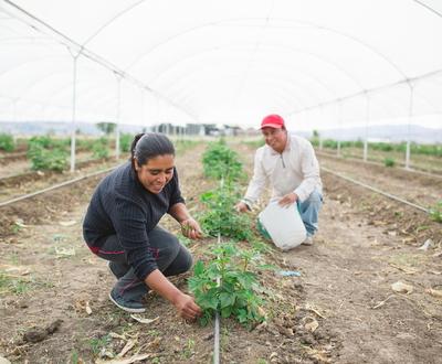 the Tapia-Téllez family’s first harvest.