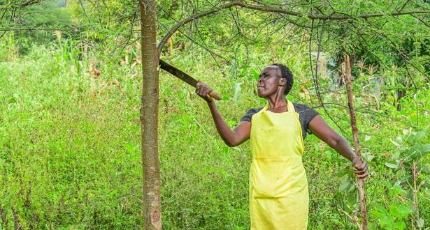 Salina crop cultivation