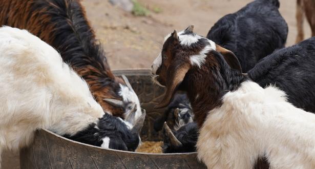 Group of goats