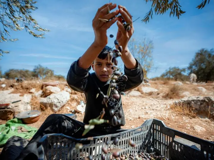 A Palestinian boy harvests his family’s olive grove. © World Vision 