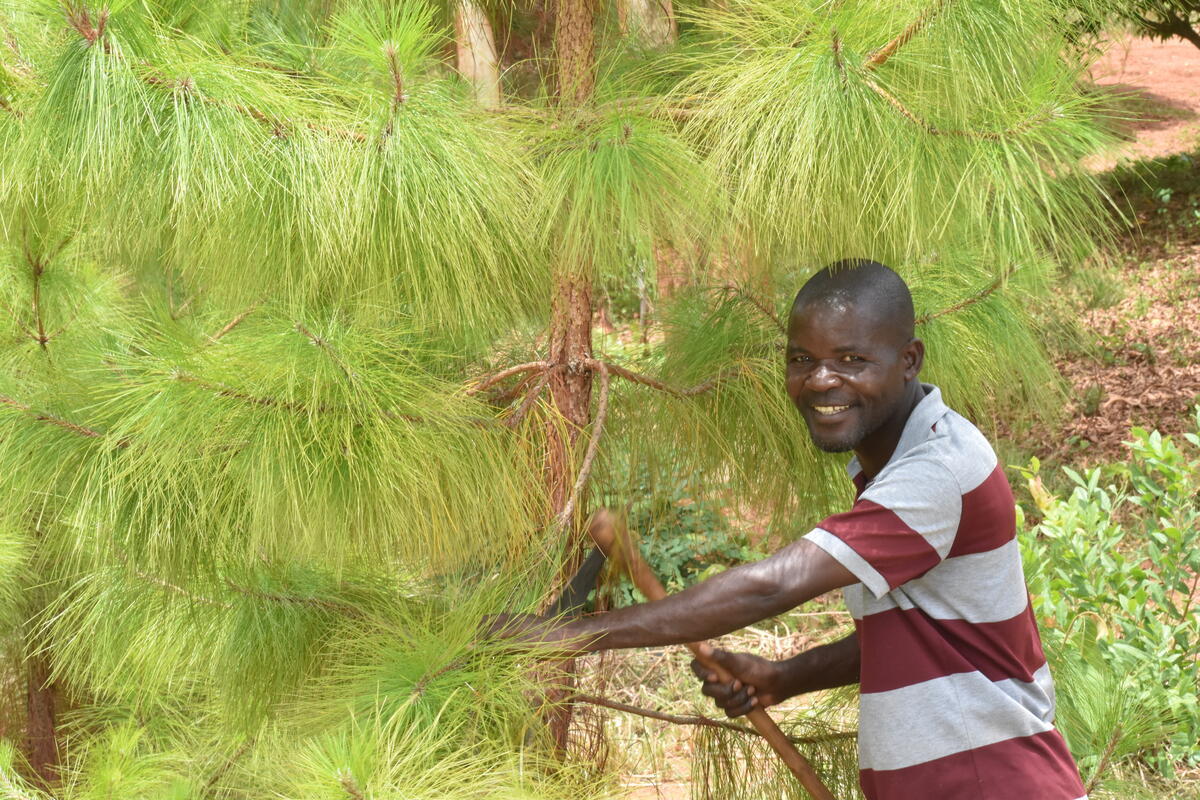 Zimba pruning his pine trees.