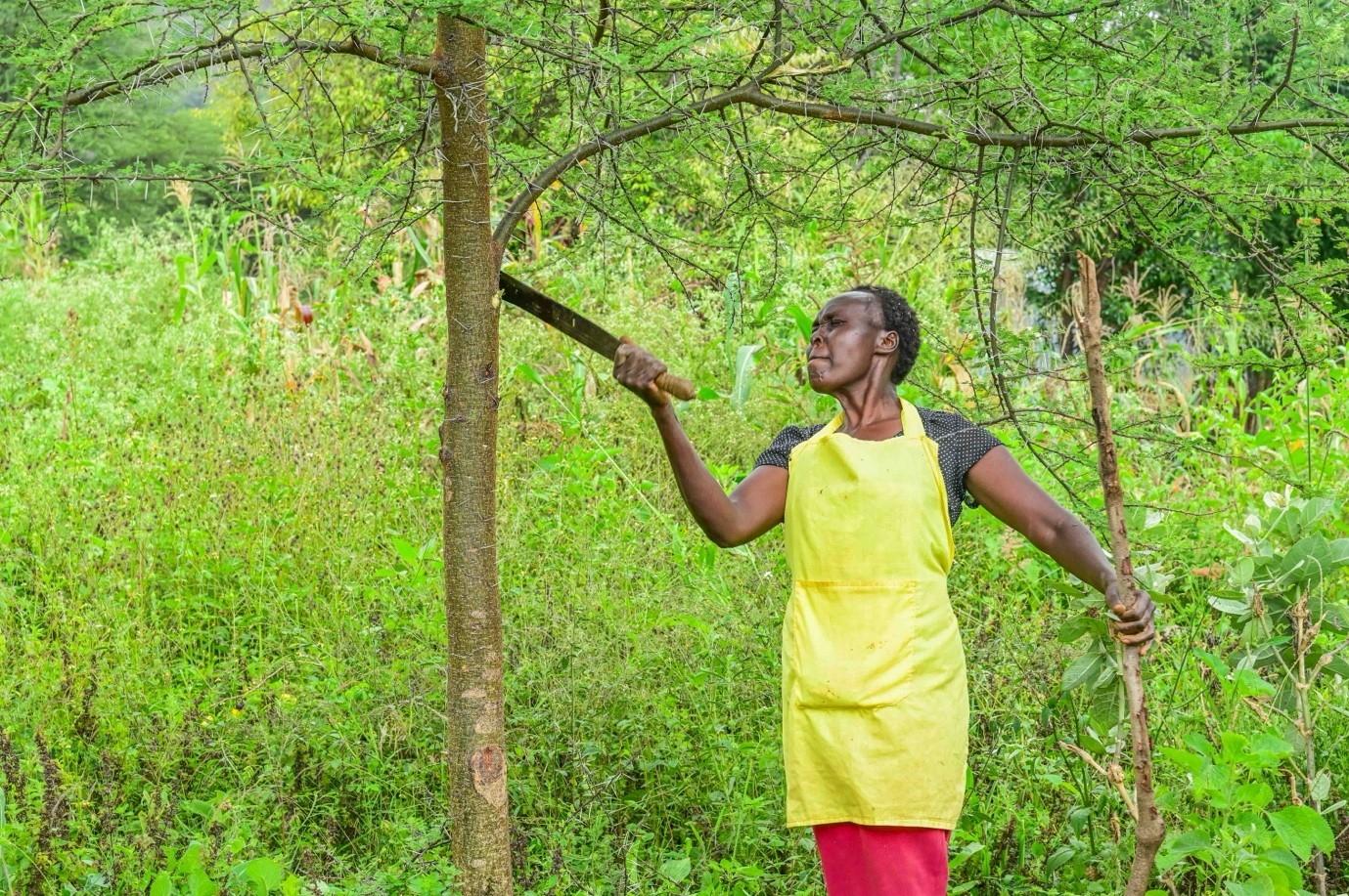 Salina crop cultivation