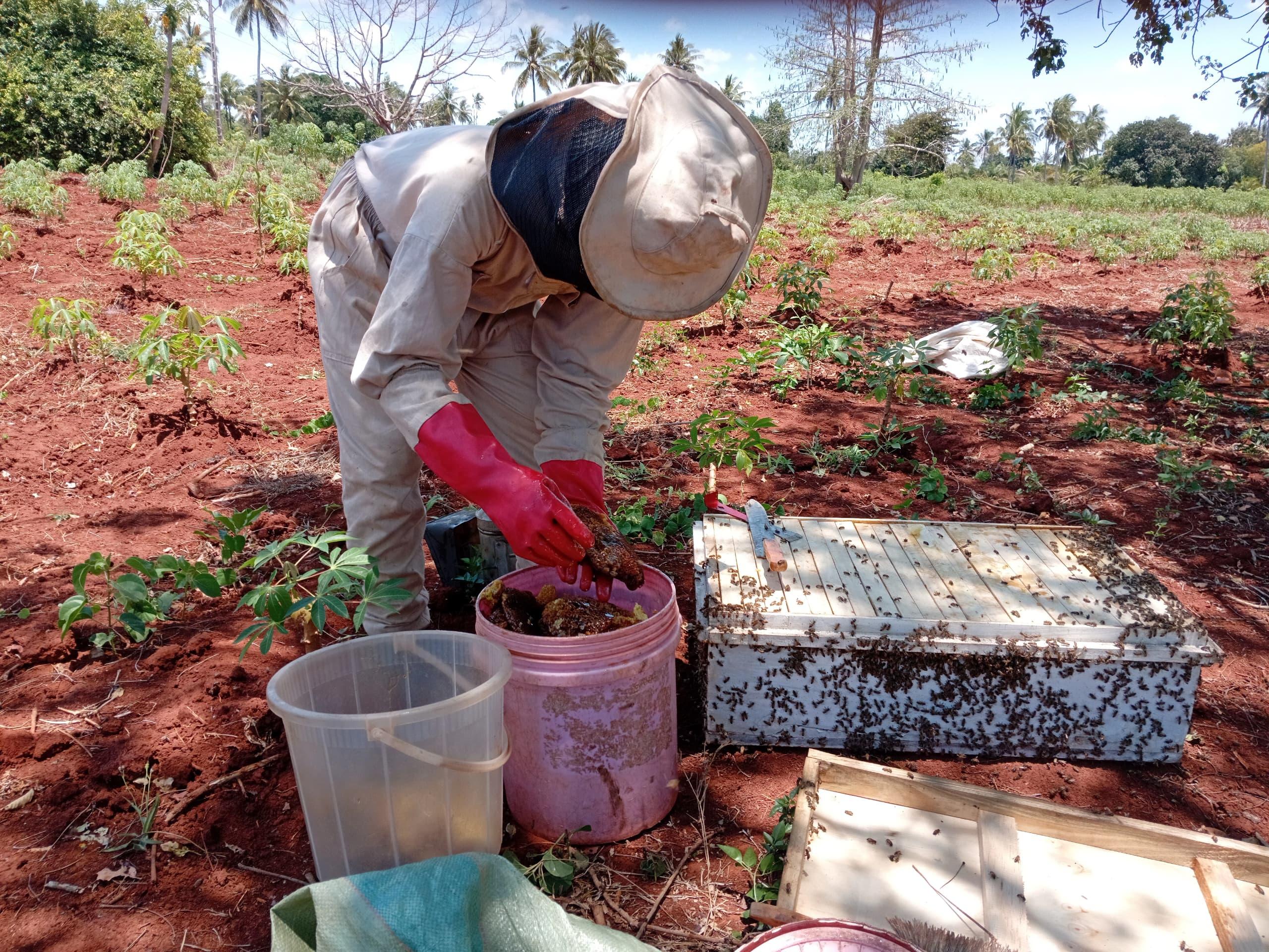 Honey Harvesting in Tanga