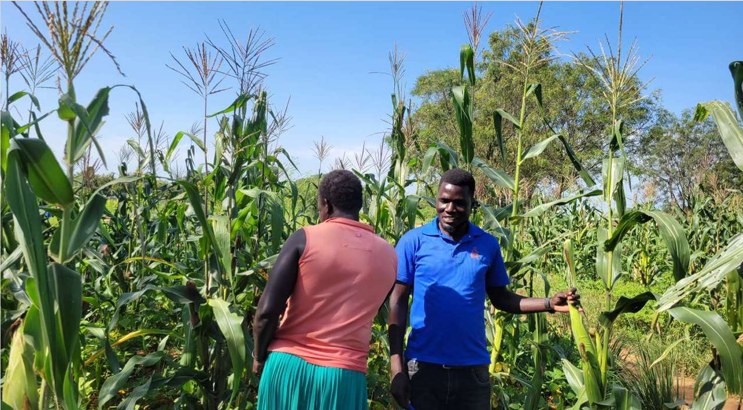 Maize farms in the Irish Aid funded NOURISH programme, Uganda.