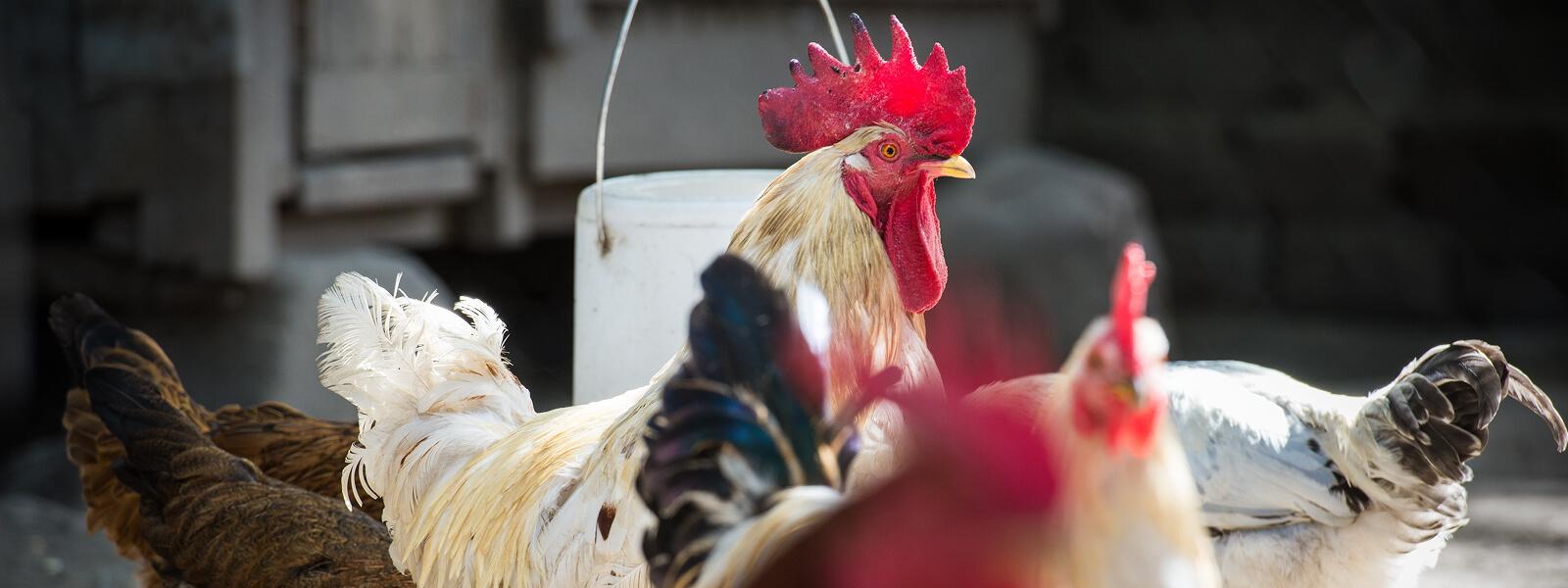 Tanzania_Chickens