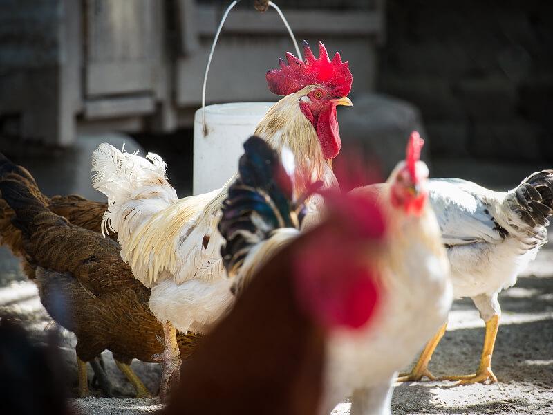 Tanzania_Chickens