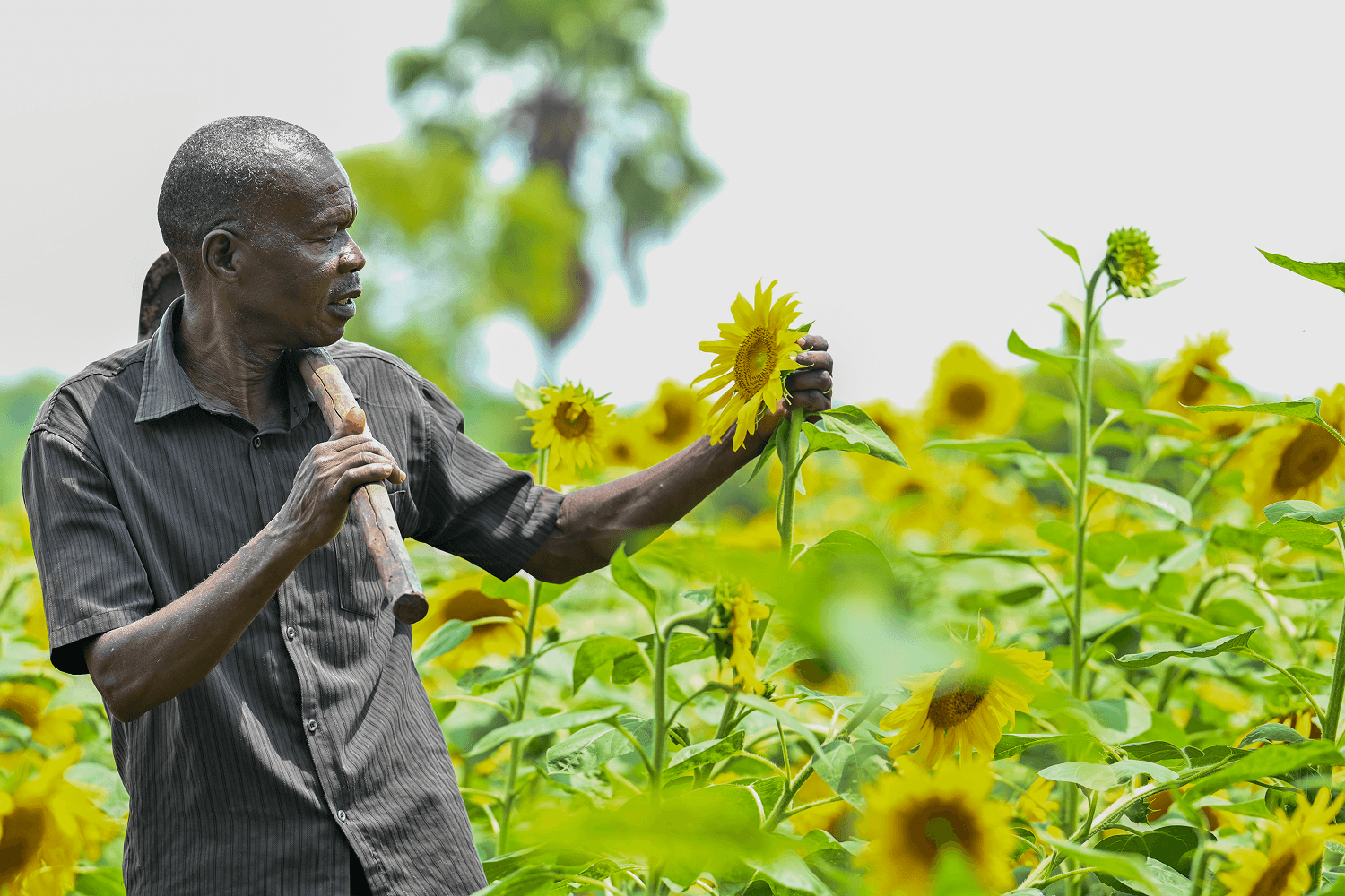 For Langoya Richard, sunflower farming has become much more than a source of income. It has transformed his family's future.