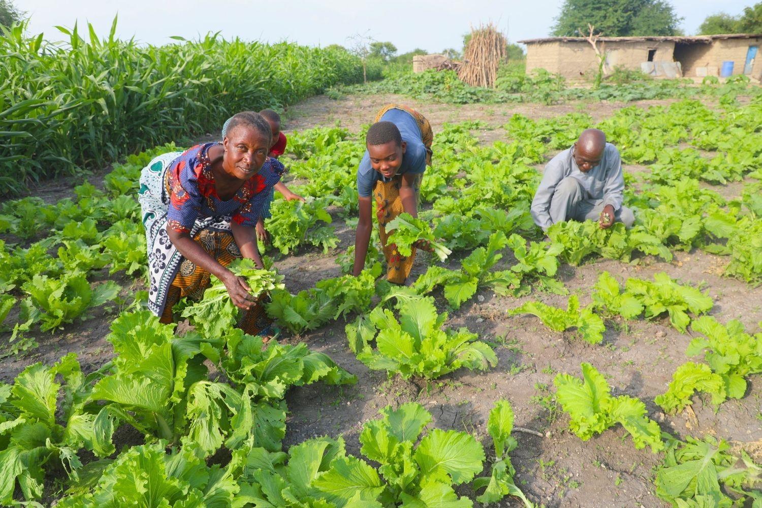 Family members working together to harvest fresh and nutritious vegetables