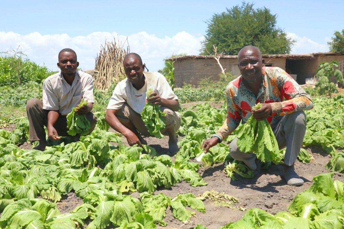 Farmers proudly harvesting fresh chinese cabbage showcasing their dedication to sustainable farming