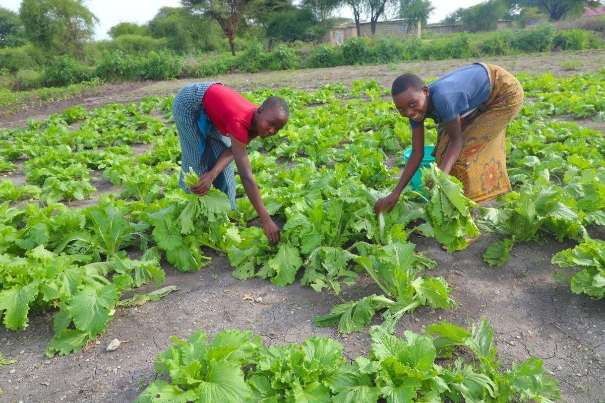 Fresh vegetables in the home garden for a healthier community