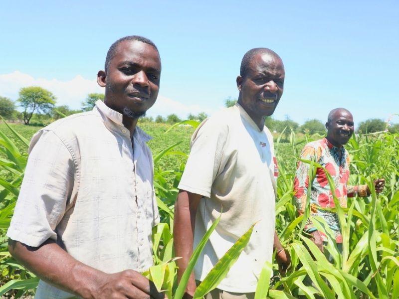 Members of the Baba Bora group in a sorghum farm