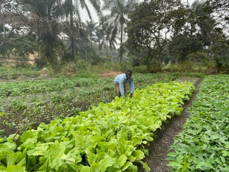 A garden in DRC