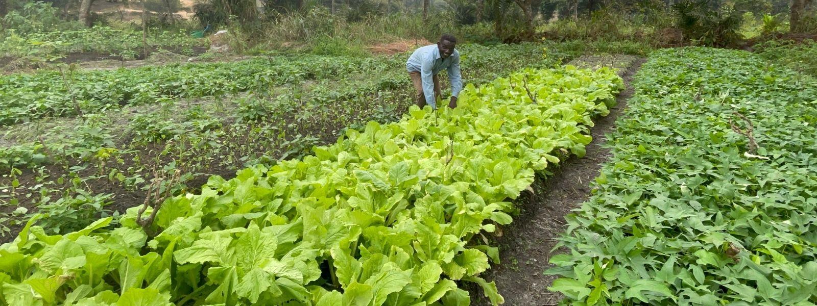 A garden in DRC