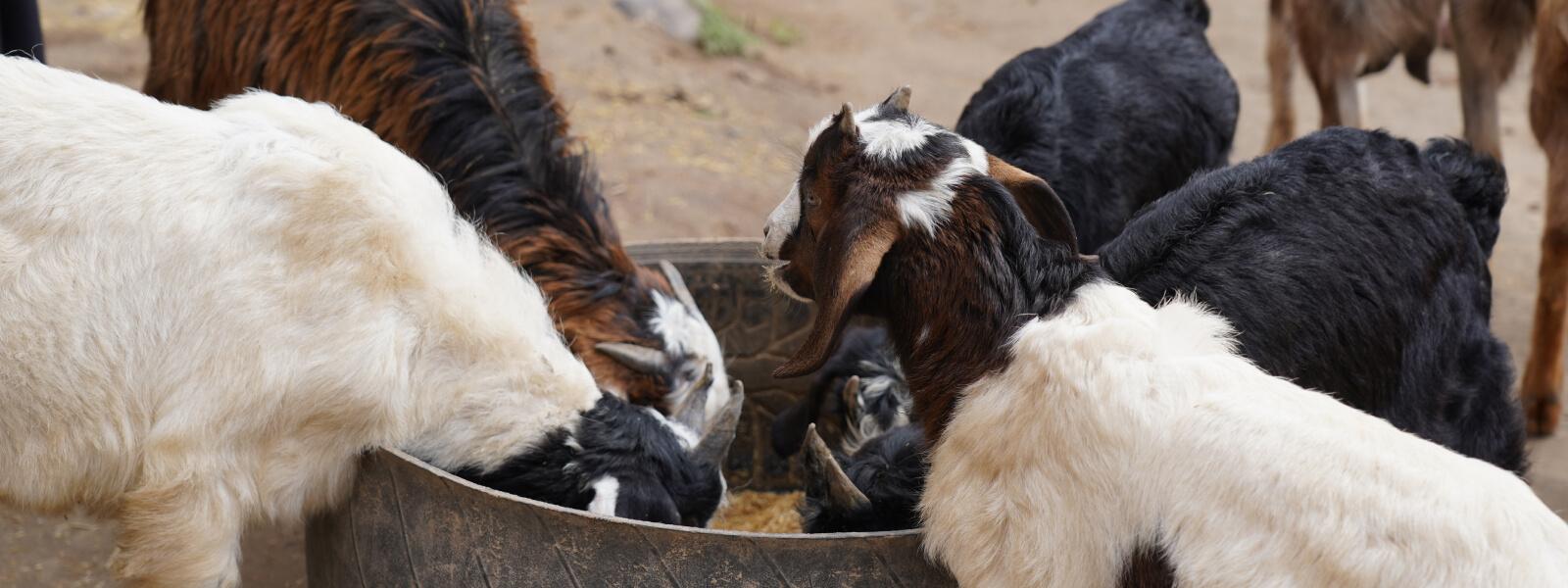 Group of goats