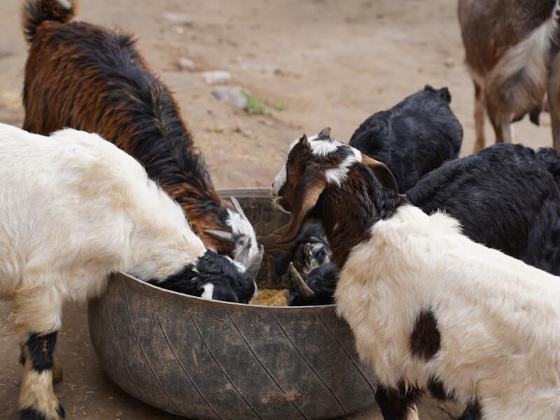 group of goats drinking water