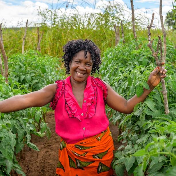 Grow a veg garden